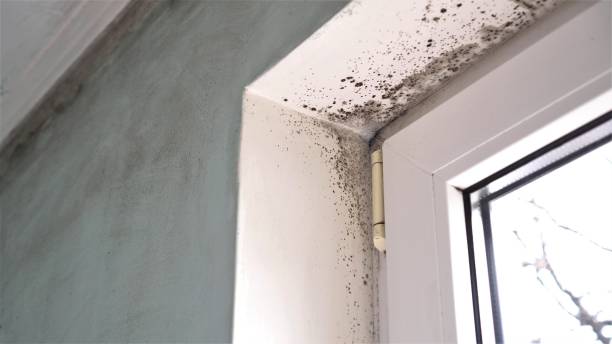 Best Mold Remediation for Healthcare Facilities  in St Helens, OR